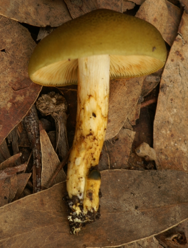 Dermocybe austr-veneta